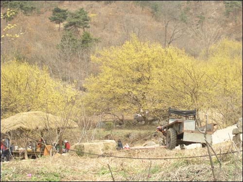 산수유마을 